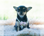 Small #5 Chihuahua