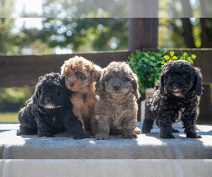 Miniature Labradoodle Litter for sale in MIDDLEBURY, IN, USA