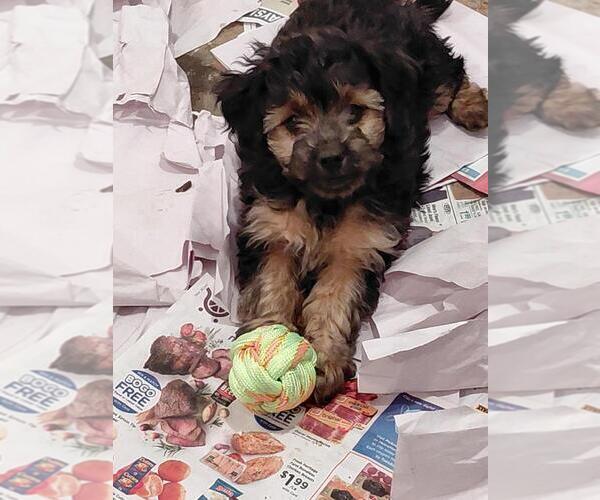 Medium Photo #1 YorkiePoo Puppy For Sale in WAUNAKEE, WI, USA