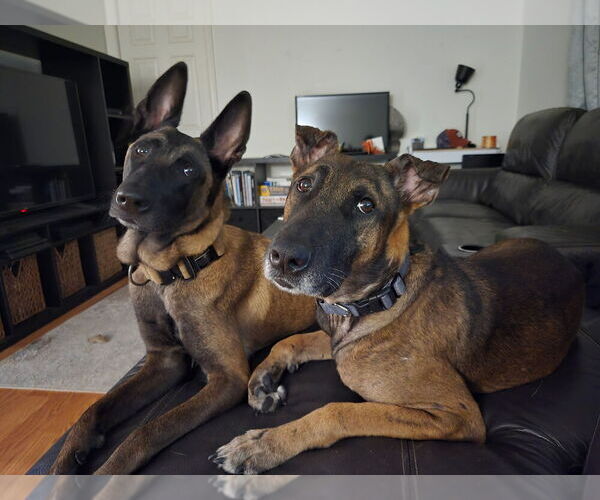 Medium Photo #6 Mutt Puppy For Sale in Imlay City, MI, USA