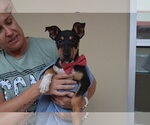 Small Miniature Pinscher Mix
