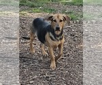 Small #7 Beagle Mix