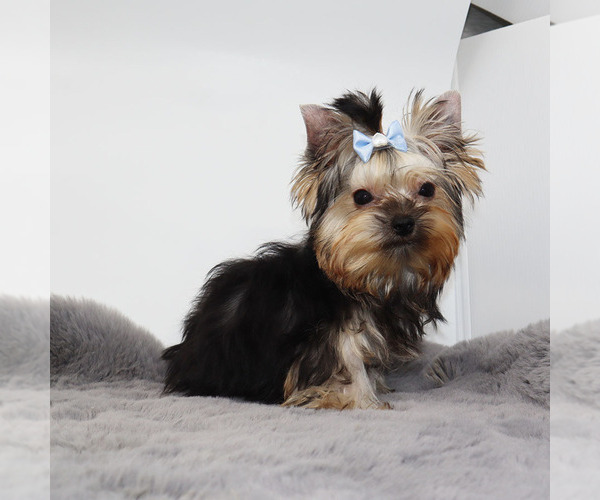 Medium Photo #2 Yorkshire Terrier Puppy For Sale in LOS ANGELES, CA, USA