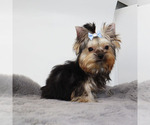 Small #1 Yorkshire Terrier
