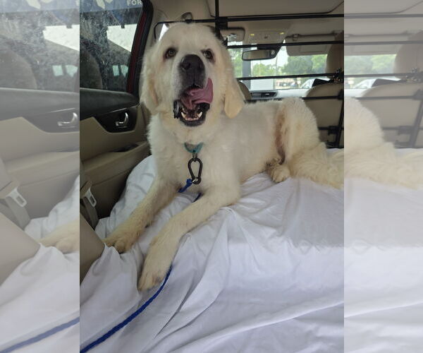 Medium Photo #25 Great Pyrenees-Unknown Mix Puppy For Sale in Houston, TX, USA