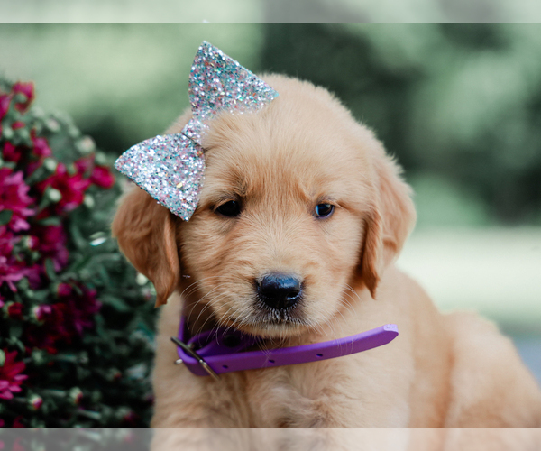 Medium Photo #3 Golden Retriever Puppy For Sale in LIBERTY, KY, USA