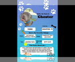Small #16 American Staffordshire Terrier