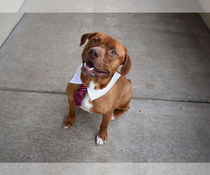 Mutt Dogs for adoption in McKinney, TX, USA