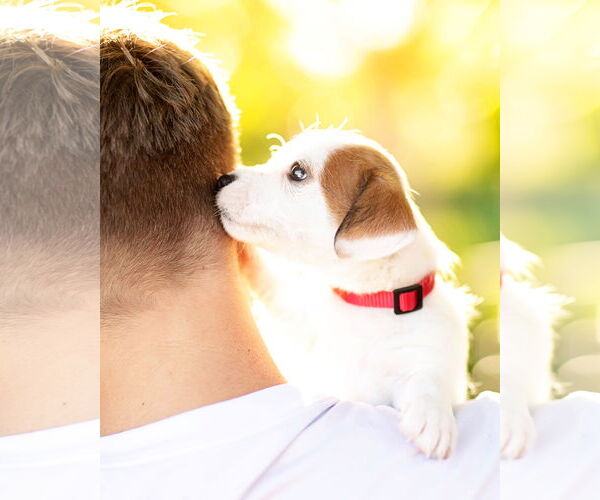 Medium Photo #7 Dachshund Puppy For Sale in Corona, CA, USA