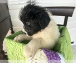 Small Photo #2 Newfoundland Puppy For Sale in HERTFORD, NC, USA