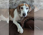 Small Beagle Mix