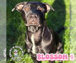 Small #22 Labrador Retriever-Staffordshire Bull Terrier Mix