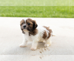 Small #4 Shih Tzu