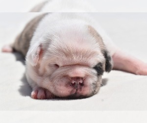 Pug Puppy for sale in PALM COAST, FL, USA