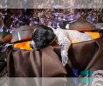 Puppy Puppy 8 German Shorthaired Pointer