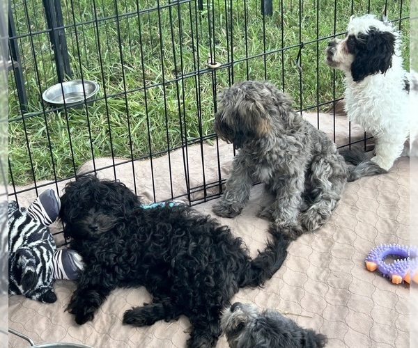 Medium Photo #10 ShihPoo Puppy For Sale in GLOUCESTER, VA, USA
