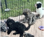 Small Photo #10 ShihPoo Puppy For Sale in GLOUCESTER, VA, USA