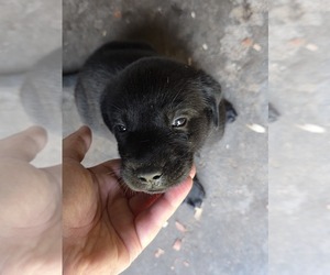 Labrador Retriever Puppy for sale in REXFORD, NY, USA