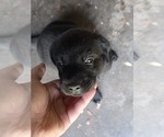 Small Labrador Retriever