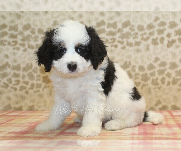 Medium Photo #4 Miniature Bernedoodle Puppy For Sale in DENVER, PA, USA