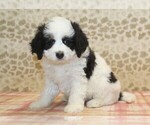 Small #3 Miniature Bernedoodle