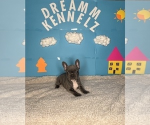 French Bulldog Puppy for sale in TEMPLE HILLS, MD, USA
