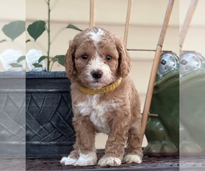 Goldendoodle (Miniature) Puppy for sale in SAINT MARYS, KS, USA