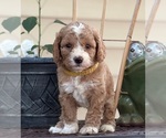 Small Photo #1 Goldendoodle (Miniature) Puppy For Sale in SAINT MARYS, KS, USA