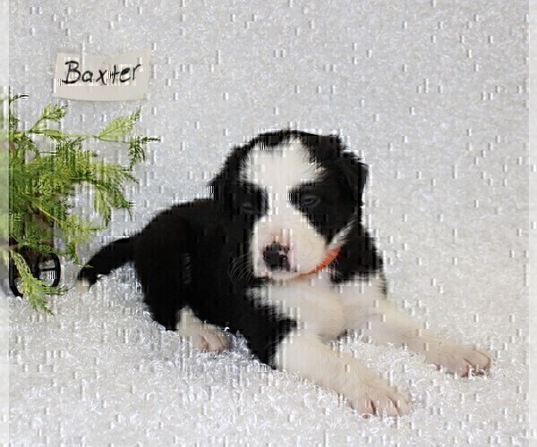 Medium Photo #4 Border Collie Puppy For Sale in STANLEY, WI, USA