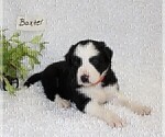 Small Photo #4 Border Collie Puppy For Sale in STANLEY, WI, USA
