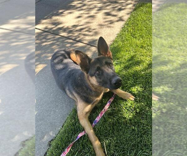 Medium Photo #2 German Shepherd Dog-Unknown Mix Puppy For Sale in Elk Grove, CA, USA