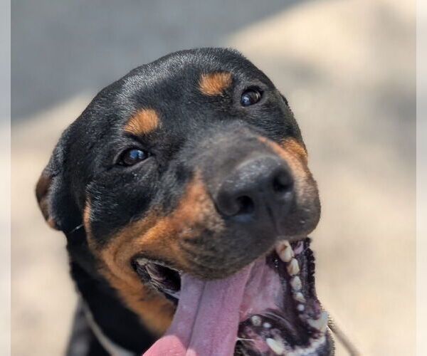 Medium Photo #2 Rottweiler Puppy For Sale in Hillsboro, NH, USA