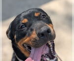 Small #1 Rottweiler
