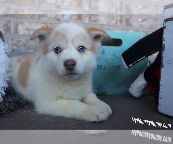 Medium Photo #3 Pomsky Puppy For Sale in ADOLPHUS, KY, USA