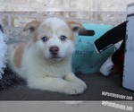Small Photo #3 Pomsky Puppy For Sale in ADOLPHUS, KY, USA