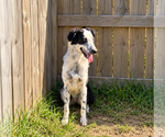 Small #2 Australian Shepherd