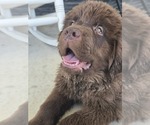 Small #2 Newfoundland
