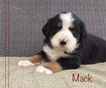 Puppy Puppy 8 Bernese Mountain Dog