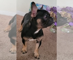 French Bulldog Puppy for sale in TALLAHASSEE, FL, USA