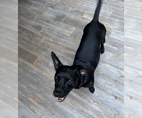 Medium Photo #3 Mutt Puppy For Sale in Rockaway, NJ, USA