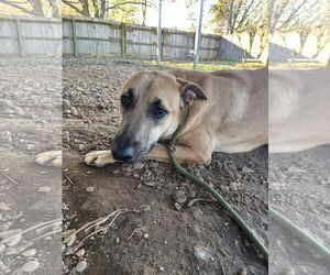 Kai - Male Black Mouth Cur-Unknown Mix Dog for Adoption - Photo #2