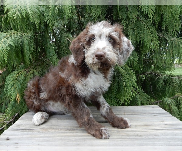 Medium Photo #3 Labradoodle Puppy For Sale in MILLERSBURG, OH, USA