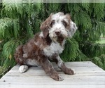 Small #2 Labradoodle
