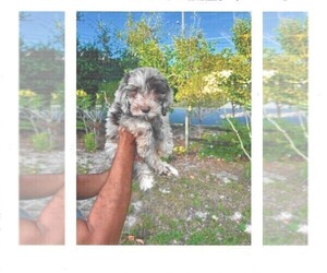 Medium Labradoodle-Sheepadoodle Mix
