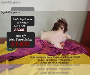 Poodle (Toy) Puppy for sale in TUCSON, AZ, USA