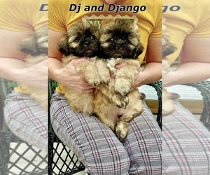 Shih Tzu Puppy for sale in SUGAR HILL, GA, USA