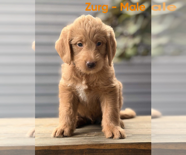 Medium Photo #24 Labradoodle Puppy For Sale in CONNERSVILLE, IN, USA