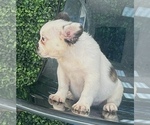 Small #4 French Bulldog