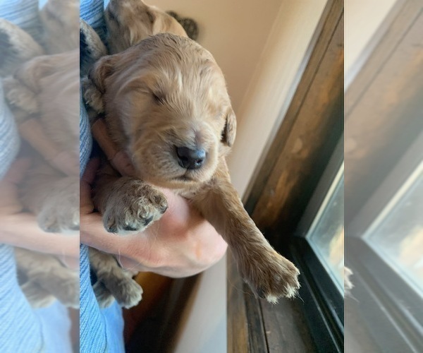 Medium Photo #4 Goldendoodle Puppy For Sale in PAGOSA SPRINGS, CO, USA