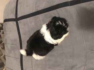 Shih Tzu Puppy for sale in CHAMPAIGN, IL, USA